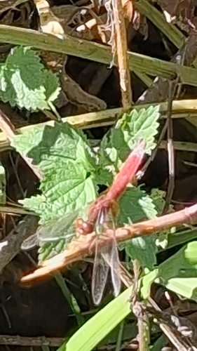 Broad Scarlet