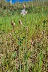 Asphodelus fistulosus, photograph (c) Jane Canaway, some rights reserved (CC BY)