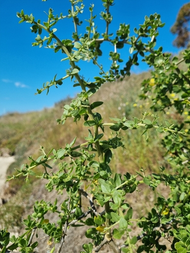 Lycium ferocissimum, photograph 1