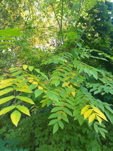 Наблюдение на iNaturalist