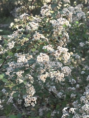 Spyridium parvifolium