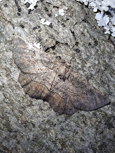 Nychiodes waltheri