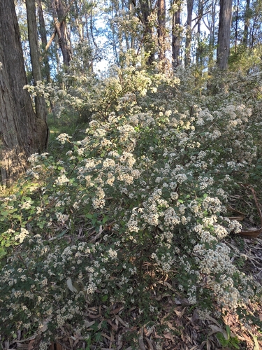 Spyridium parvifolium, photograph 2