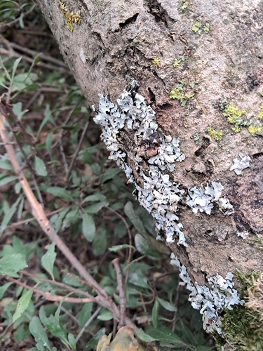 Netted shield lichen