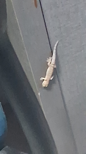 Mourning Gecko
