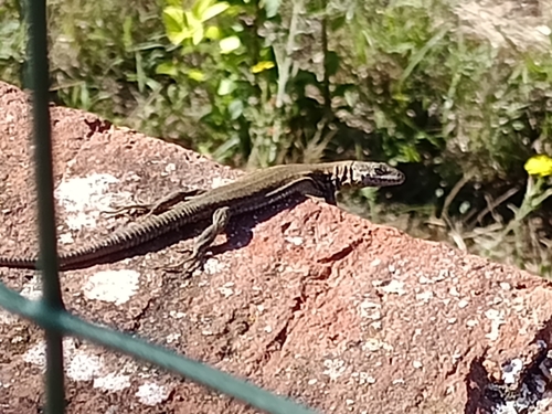 Catalonian Wall Lizard