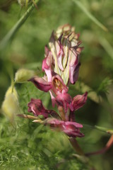 Anacamptis