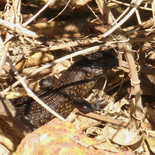 King's Skink