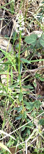 Stackhousia monogyna, photograph 5