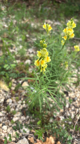 common toadflax