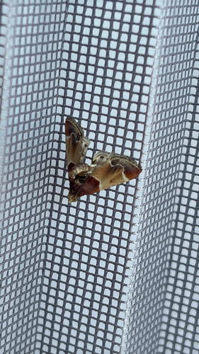 Meal moth