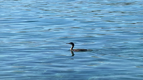 European Shag