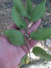 Celtis africana
