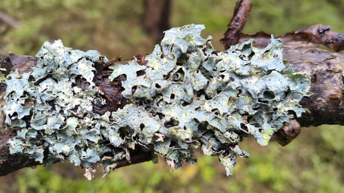 Netted shield lichen