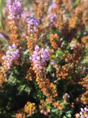 Erica vagans