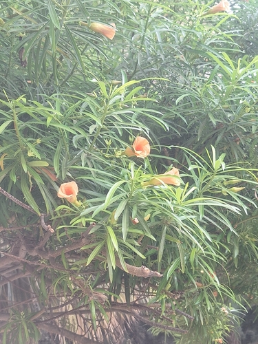 Be-still tree