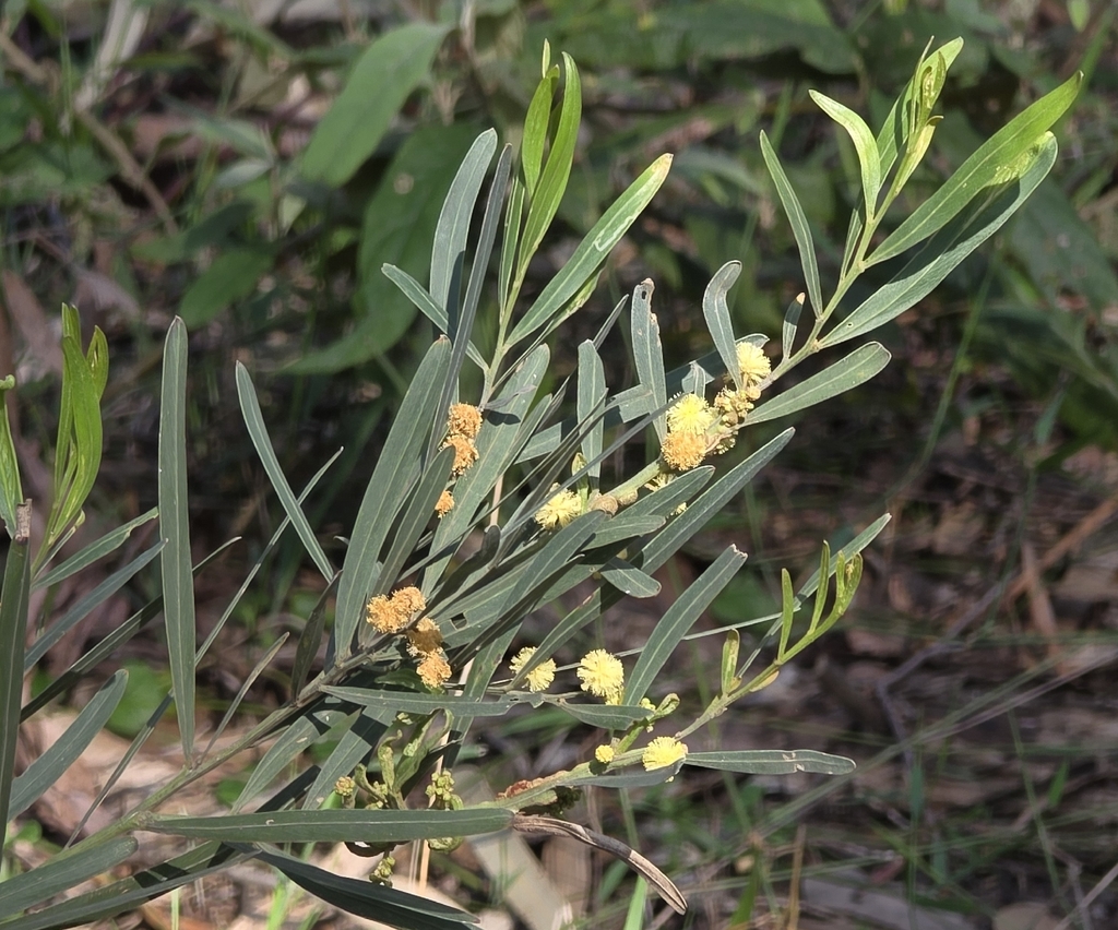 Acacia stricta; photograph (c) Ian Rainbow, some rights reserved (CC BY)