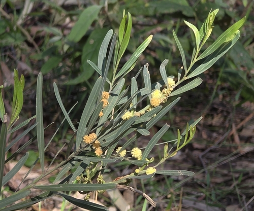Acacia stricta