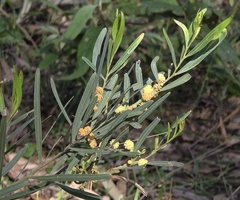 Acacia stricta
