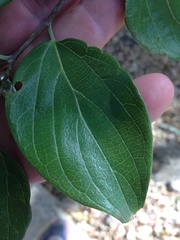 Celtis africana