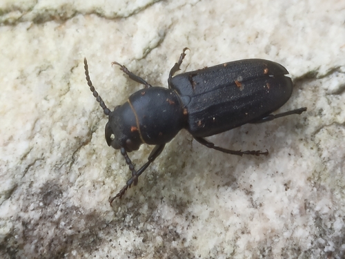 Black Longicorn Beetle