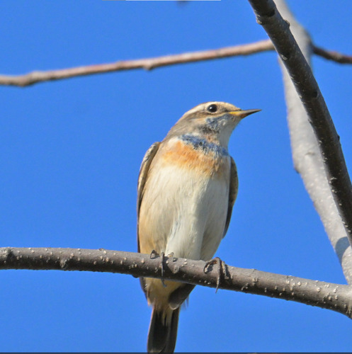 Bluethroat