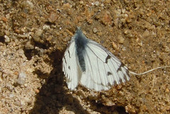 Pontia sisymbrii