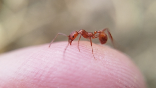 Aphaenogaster sardoa