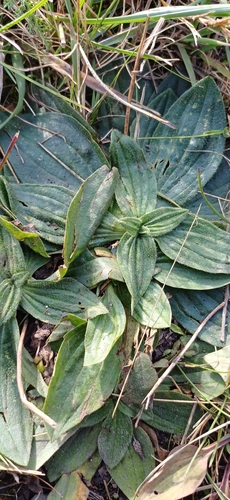 Plantago media, photograph 2
