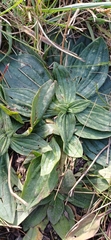 Plantago media, photograph (c) Mikko Heikkinen, some rights reserved (CC BY)
