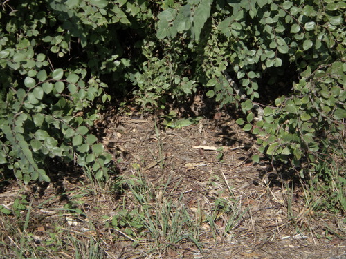 Western Green Lizard