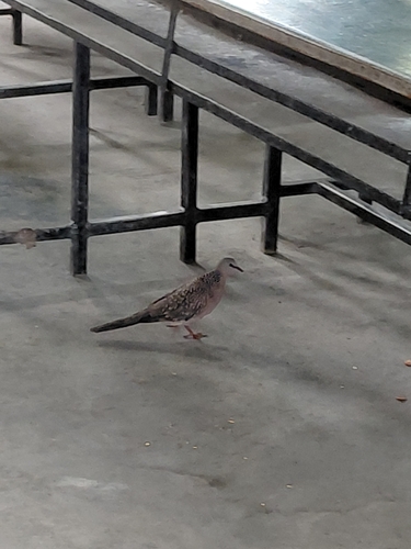 Spotted Dove