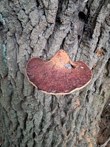 Beefsteak Polypore