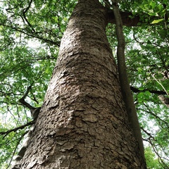 Celtis africana