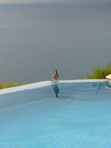 Common Wood-Pigeon