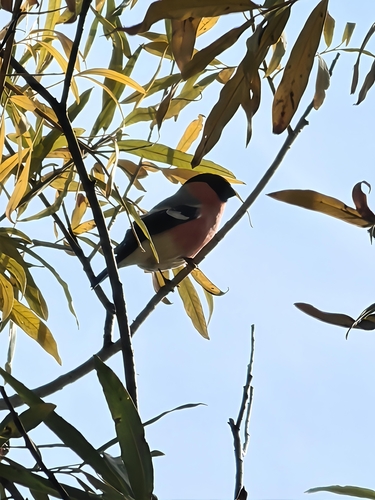 Eurasian Bullfinch