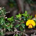 Golden Bush-Pea - Photo (c) Chris Lindorff, some rights reserved (CC BY), uploaded by Chris Lindorff