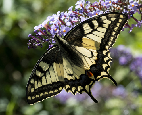 Old World Swallowtail