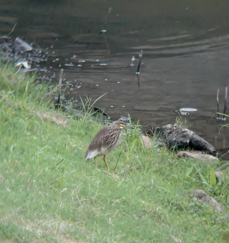 Chinese Pond-Heron