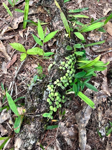 Dischidia nummularia observed 2026-09-20
