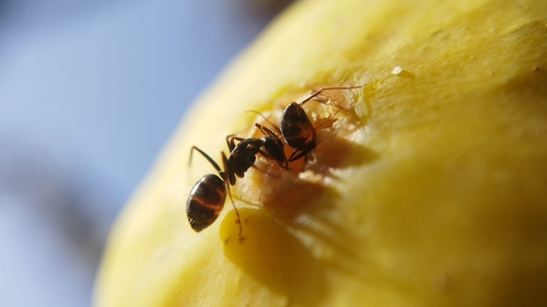 Camponotus alii
