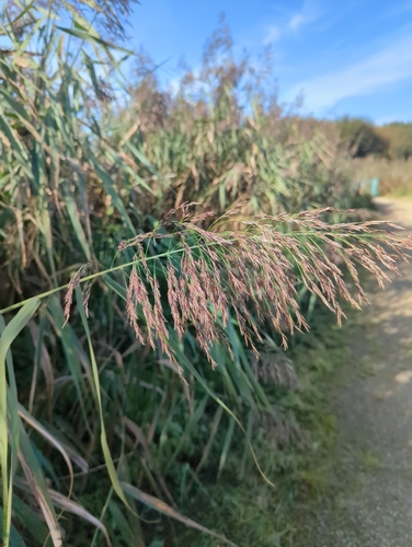 common reed