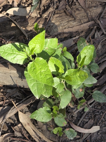 Goodenia ovata, photograph 2
