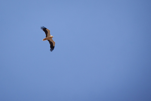 Western Egyptian Vulture