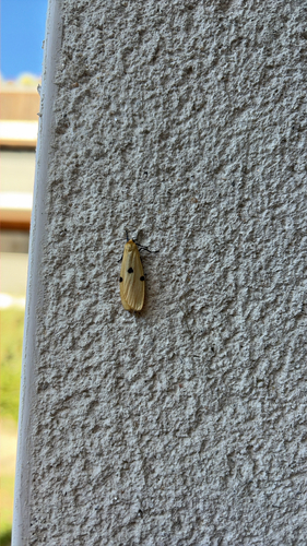 Four-spotted Footman