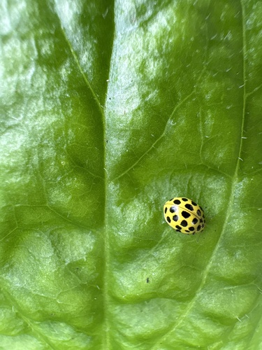 22-spot Ladybird