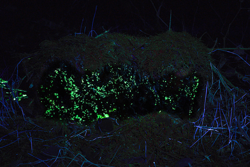 Sulphur Tuft