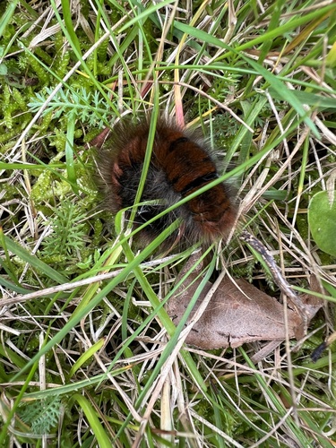 Fox Moth