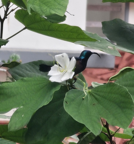Loten's Sunbird