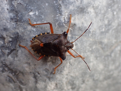 Forest Bug